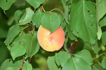 Albicocca è il frutto dell'albicocco (Prunus armeniaca), appartiene alla famiglia delle Rosacee e...