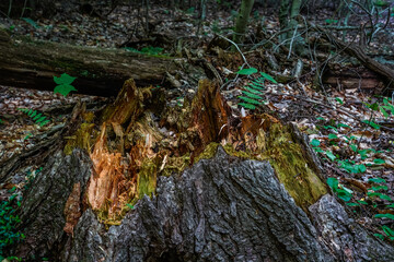 Cut, decaying tree stump in the woods. Moss, ferns, leaves surround.