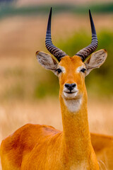 Het is een Afrikaanse antilope in Oeganda