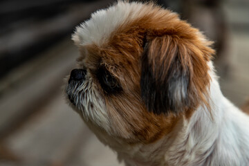 Naklejka na ściany i meble Close-up of Lovely Female Shih Tzu dog. Selective focus.