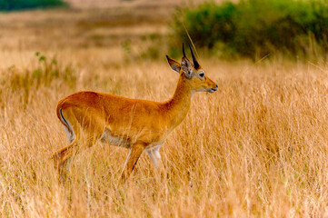 Naklejka na ściany i meble It's African antelope in Uganda