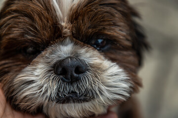 Close-up of Lovely Male Shih Tzu dog. Selective focus.