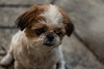 Lovely Female Shih Tzu dog, copy space. Selective focus.