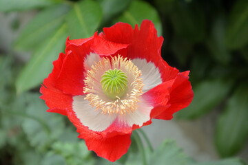 Beautiful white and red poppy flower , variety Victoria Cross