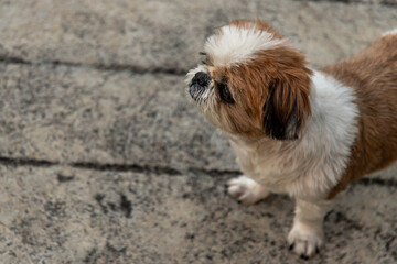 Lovely Female Shih Tzu dog, copy space. Selective focus.