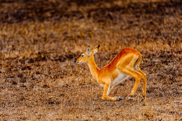 It's African antelope in Uganda