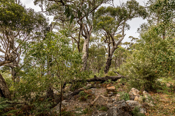 A forest with some burnt trees in the Grampians National park in Victoria, Australia.