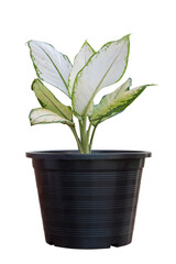 Dumb Cane plant or Dieffenbachia in black plastic pot isolated on white background included clipping path.