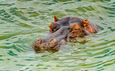 It's Hippopotamus in Uganda, Africa