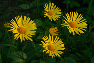 Yellow daisies close-up on a background of green leaves on a sunny day. Doronicum