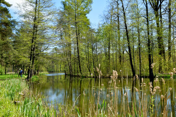 lake in the forest