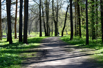 road in the forest