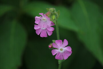 Wiesenblumen