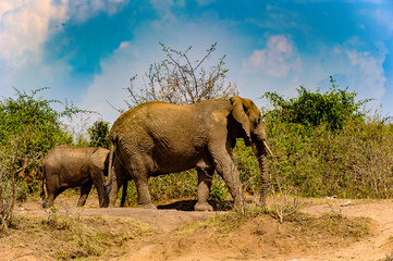 Fototapeta na wymiar It's Elephants in Africa, Uganda