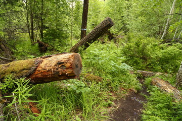 Fototapeta premium a path in the forest among the windbreak, a path in the forest thicket among the trees felled by the storm
