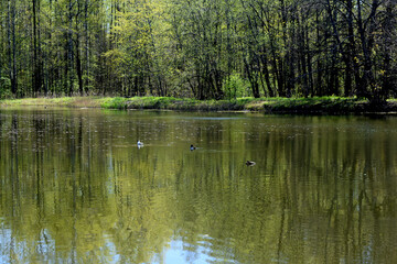 Obraz premium ducks on the lake