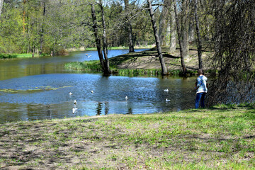 matree in the parkn on the lake