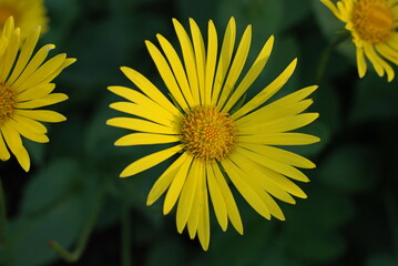 Yellow camomile close-up on a green blurry background on a sunny day.