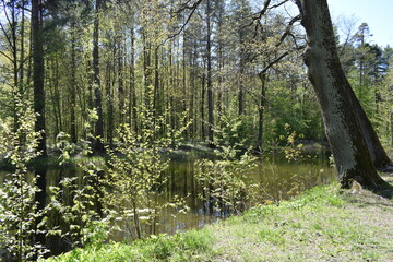 trees in the forest