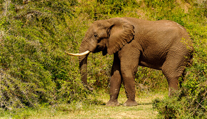 It's Elephants in Africa, Uganda