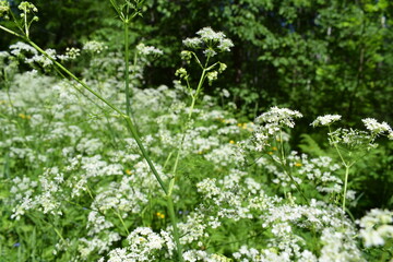 green grass and flowers