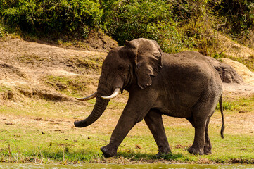 Fototapeta na wymiar It's Elephant in Uganda, Africa