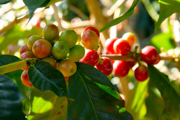 Coffee plants and fruits