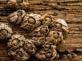 Barnacles on a wooden groyne