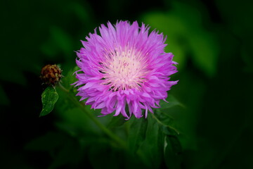 bee on thistle