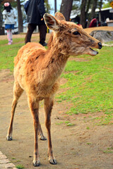 Naklejka na ściany i meble Deer roaming around the park in Nara, Japan