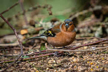 Foraging male Chaffinch