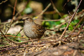 Foraging dunnock