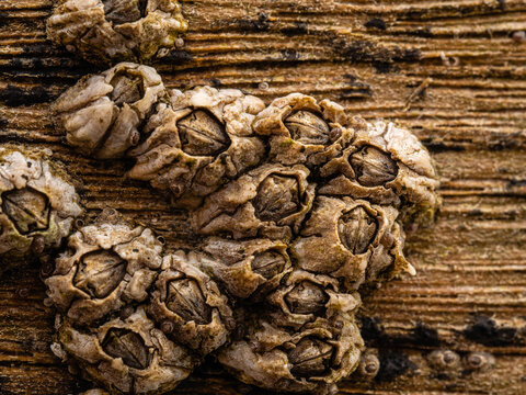 Barnacles on a wooden groyne