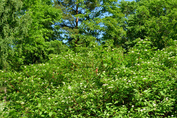 green grass and flowers