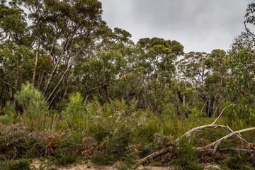 Fototapeta na wymiar A forest with some burnt trees in the Grampians National park in Victoria, Australia.