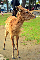 Deer roaming around the park in Nara, Japan