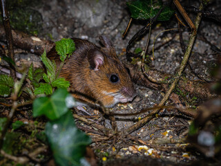 Mouse foraging for seeds at a feeding station for birds