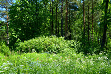 spring in the forest