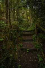 path in the woods