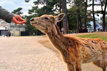 Deer roaming around the park in Nara, Japan