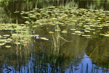 water lily in the pond