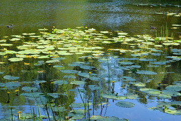 water lily in the pond
