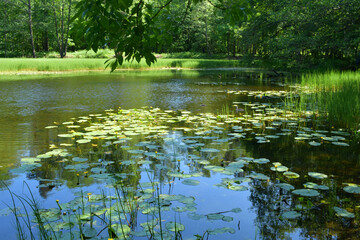 lake in the park