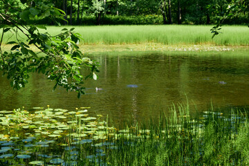 Fototapeta premium lake in the park