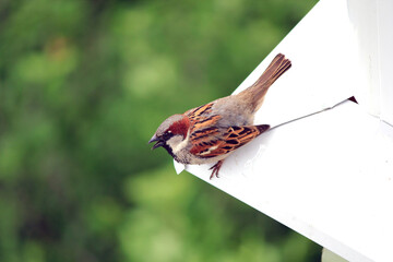 bird 