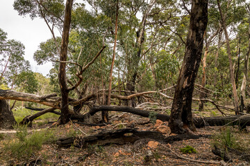 Obraz premium A forest with some burnt trees in the Grampians National park in Victoria, Australia.
