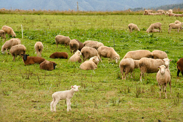 flock of sheep grazing and in the barn with lamb in the foreground