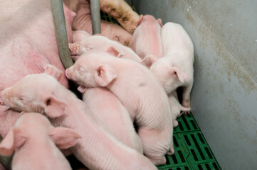 Pig farming is the raising and breeding of domestic pigs as livestock, and is a branch of animal