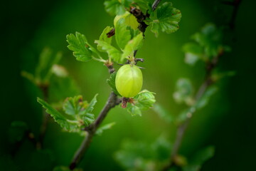 gooseberries on a bush