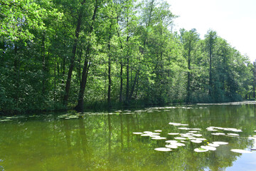 lake in the forest